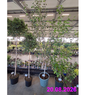Betula jacquemontii C 30 L